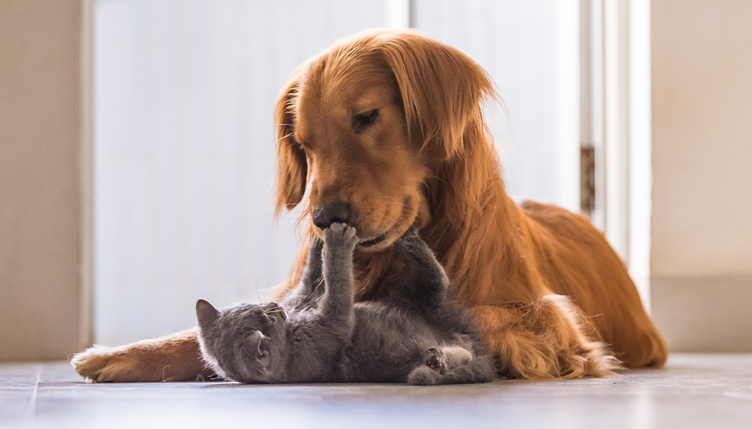 El perro golden retriever y el gato gris juegan porque son animales domésticos